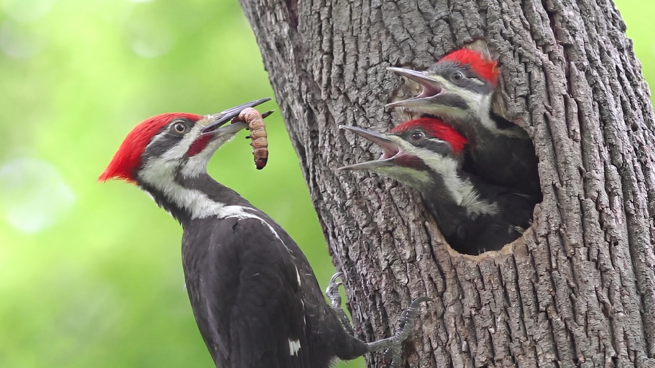 This Woodpecker Risks Everything to Feed Its Chicks | Full Life Cycle