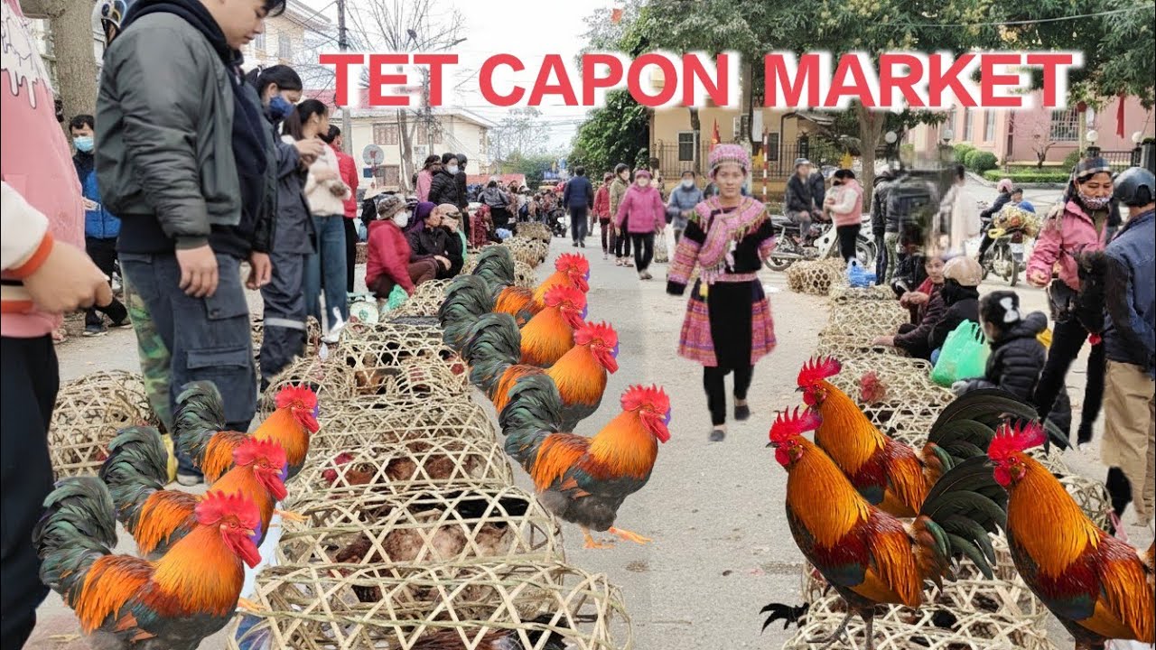 VIETNAM'S TET LUNAR NEW YEAR CAPON MARKET IN LANG SON VERY VIBRANT, MANY LARGE AND FAT CAPONS BOUGHT