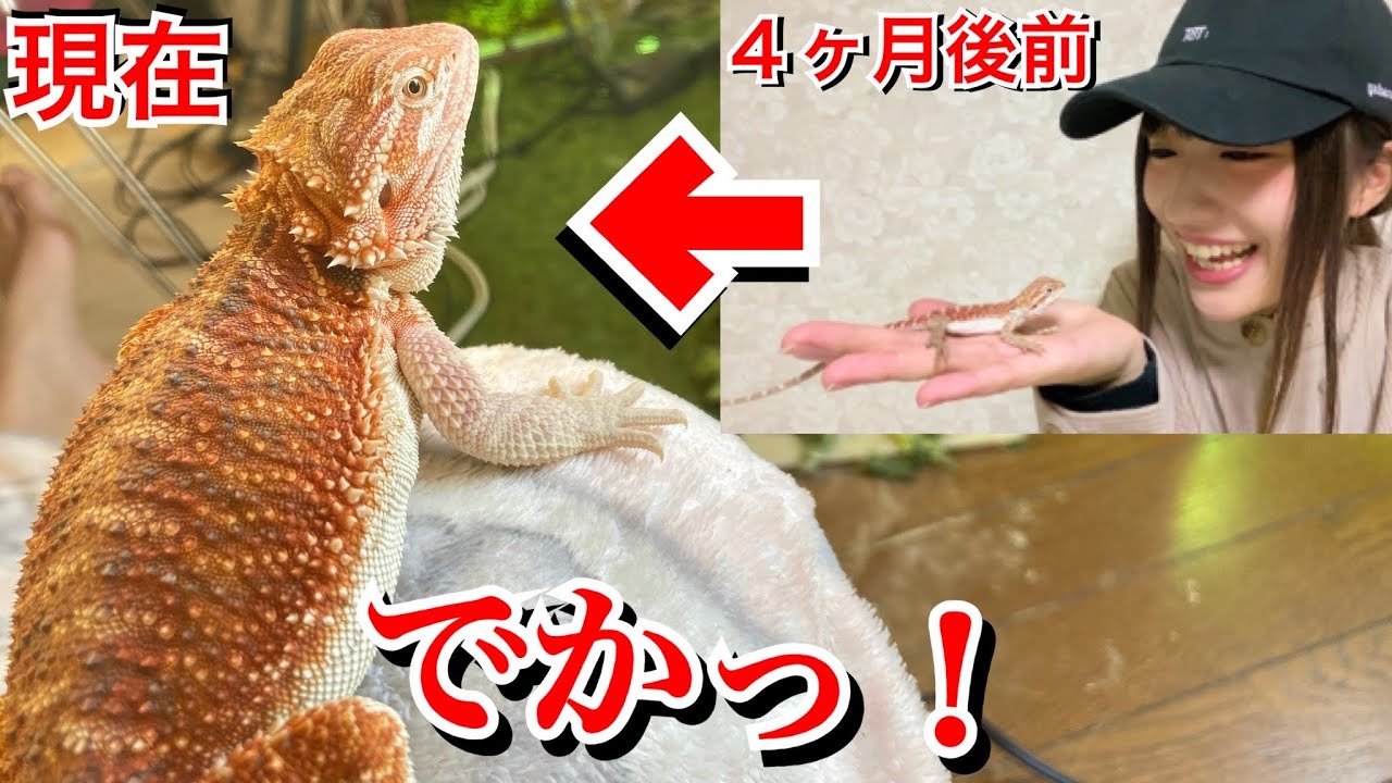 お迎えして４ヶ月後のフトアゴがヤバ過ぎる…