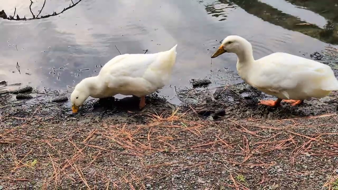 3 ducks at the pond