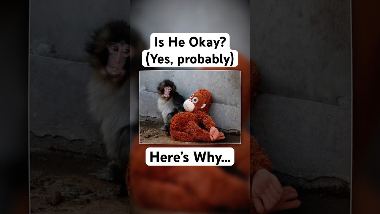 Punch the Monkey Files EXPLAINED