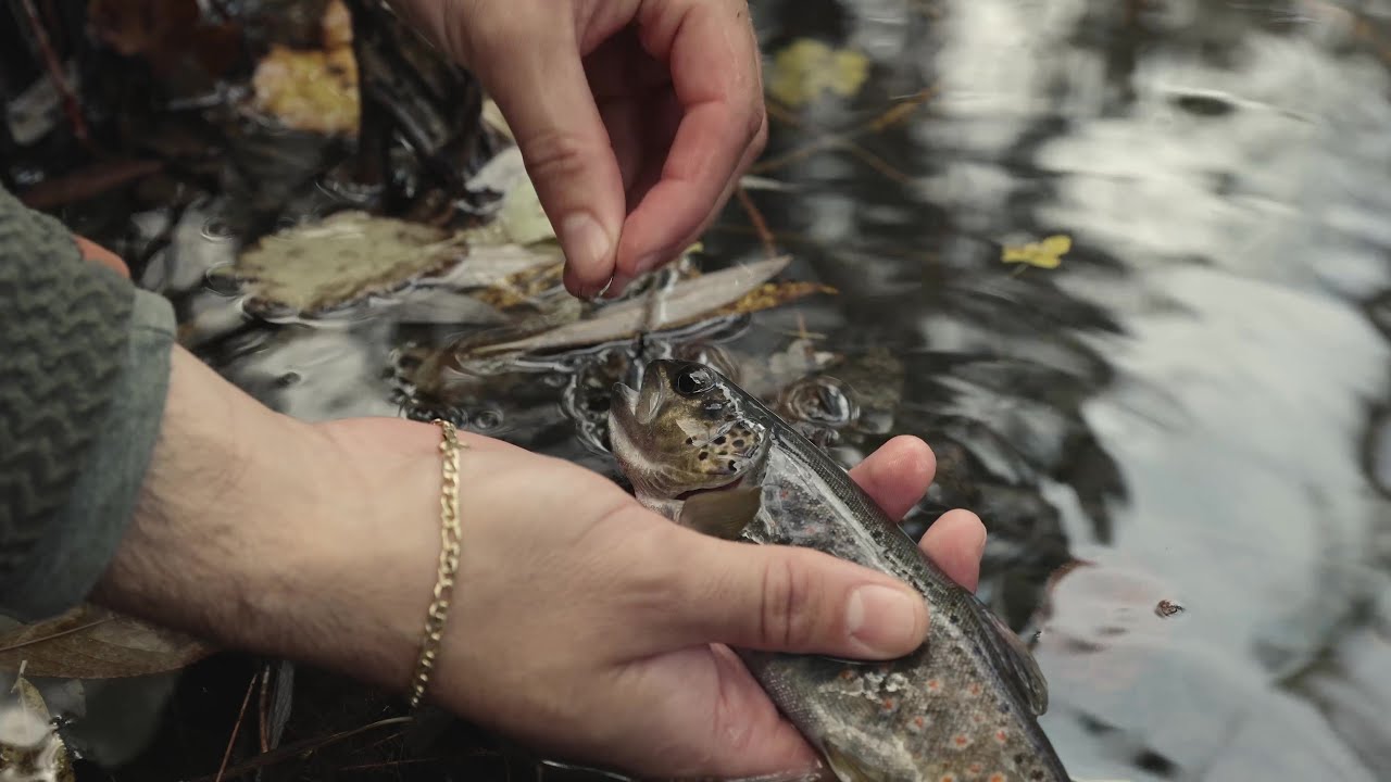 Giovenco - Il ritorno del fiume sacro. 𝐺𝑖𝑜𝑣𝑒𝑛𝑐𝑜 - 𝑇ℎ𝑒 𝑟𝑒𝑡𝑢𝑟𝑛 𝑜𝑓 𝑡ℎ𝑒 𝑠𝑎𝑐𝑟𝑒𝑑 𝑟𝑖𝑣𝑒𝑟