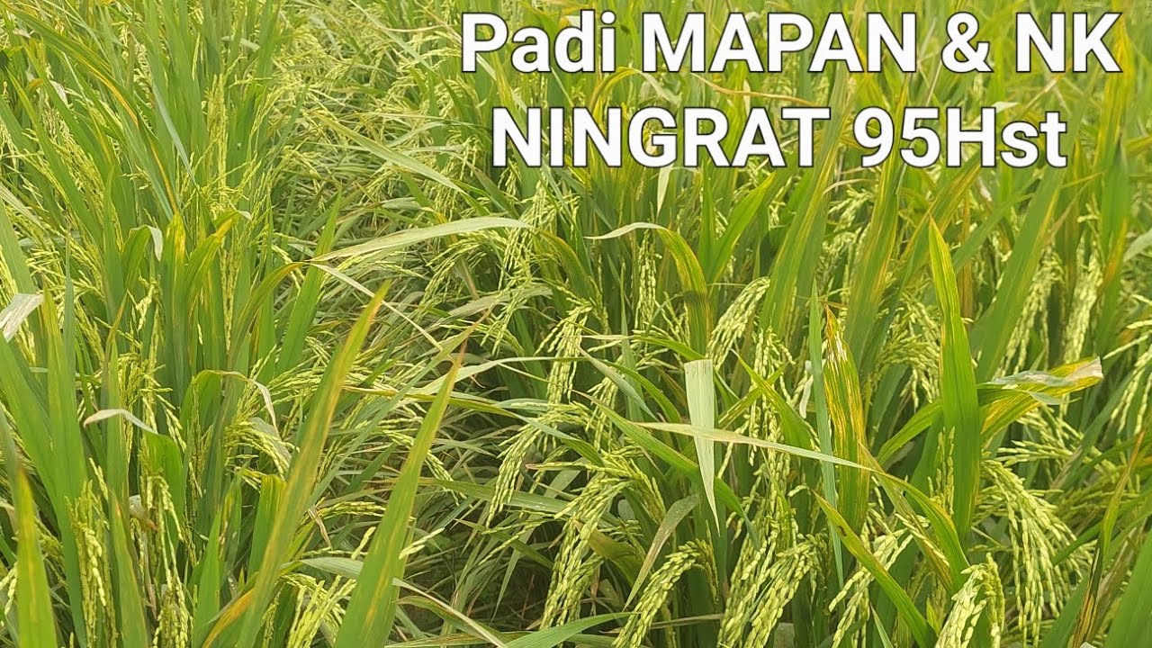 PADI NK NINGRAT 