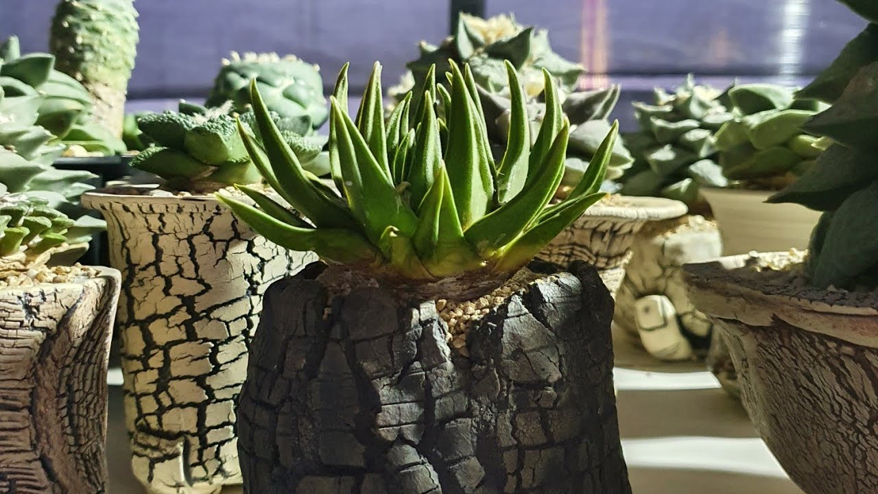 #5 - Ariocarpus Cactus in my garden (video 1)