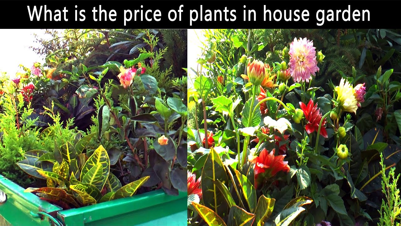Indian Plants I Ludhiana Flower Nursery, Wholesale Plants I What is the Price of Plants House Garden
