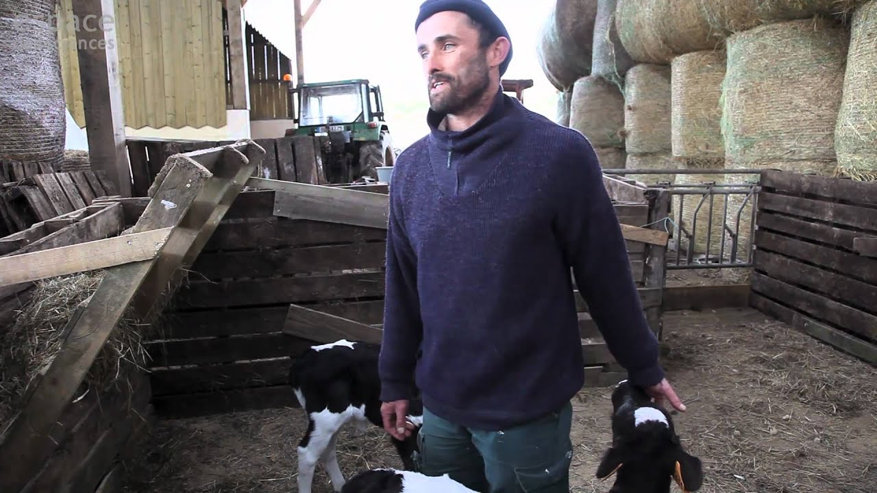 La vache bretonne 3