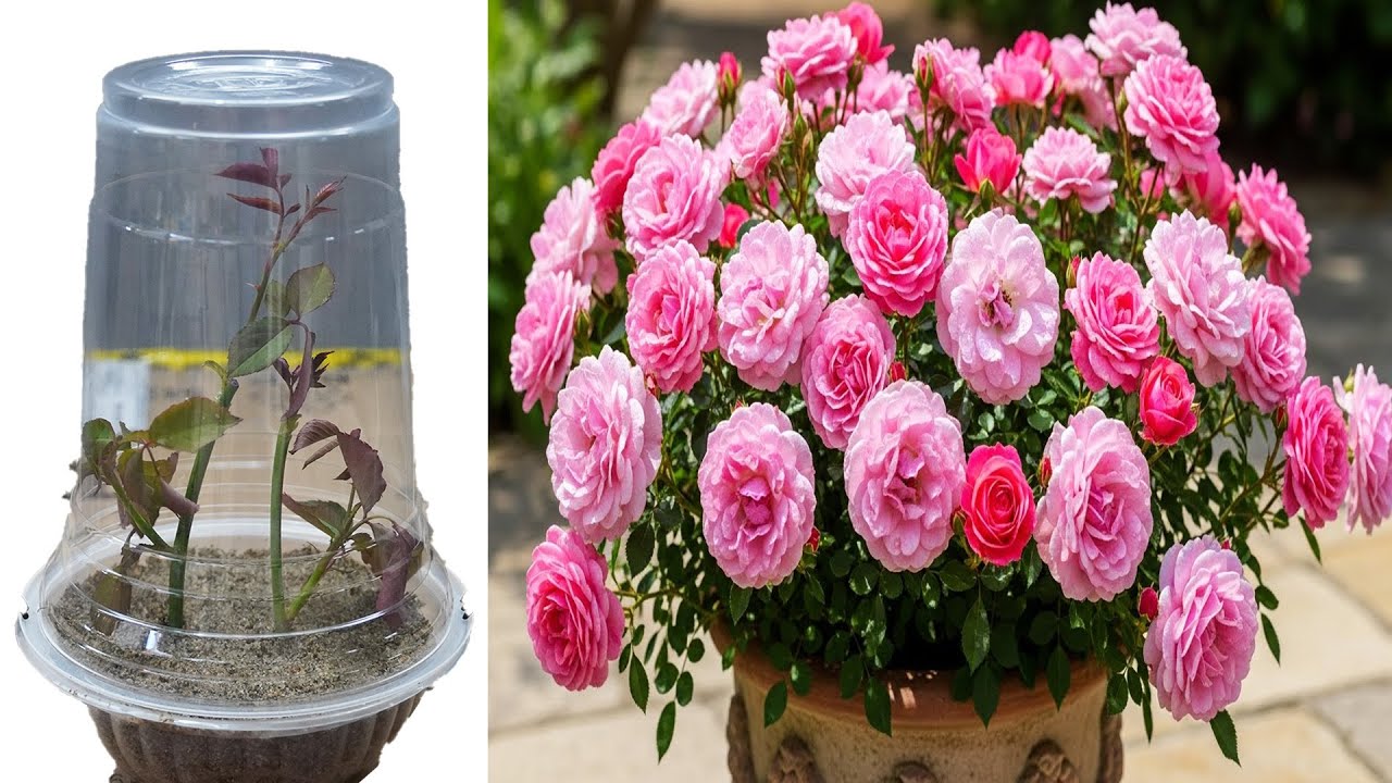 Rose Propagation Secrets for Healthy Plants and Massive Blooms