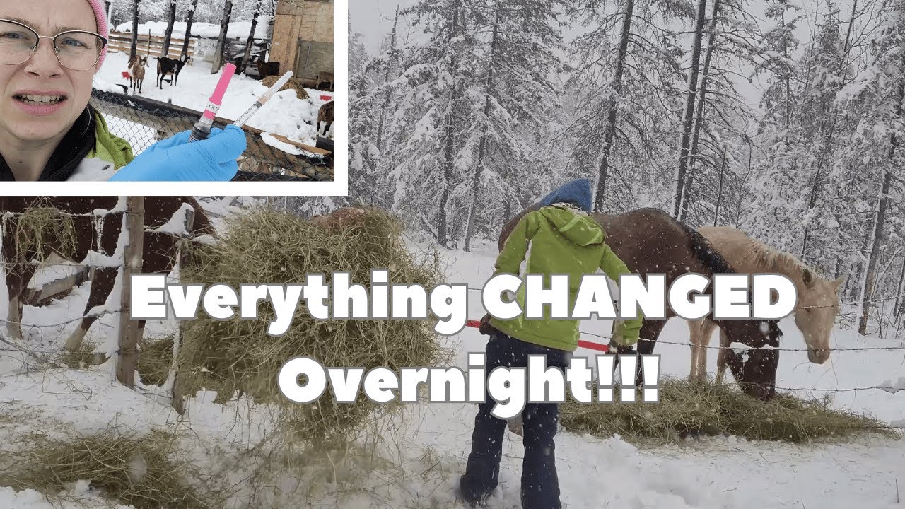 ❄️ Первый БОЛЬШОЙ снегопад ❄️ Зимние дела и реальный разговор о фермерской жизни