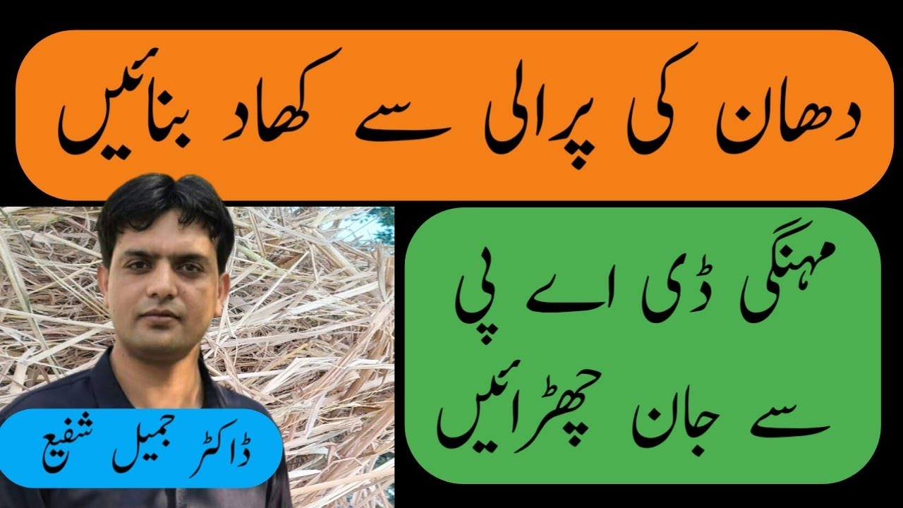 دھان کی پرالی سی کھاد بنائیں مہنگی ڈی اے پی سے جان چھڑائیں | Prepare BOP from rice straws| Dr. Jamil
