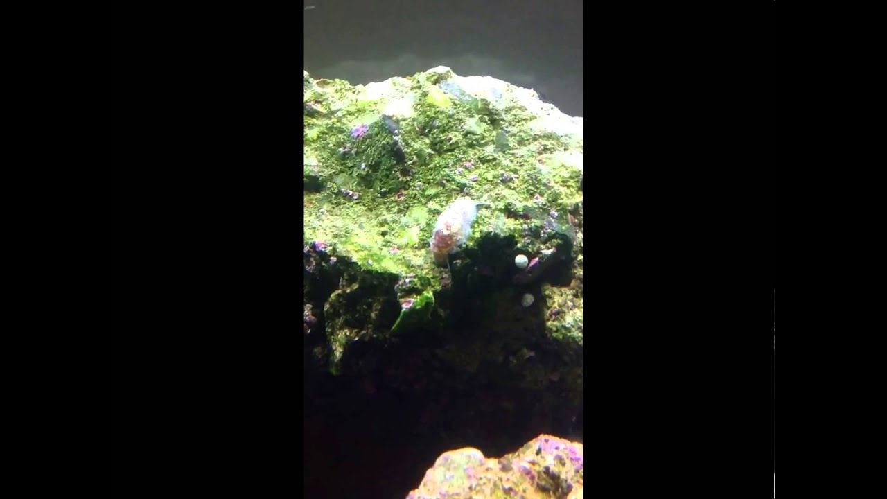 Stomatella Snail.
