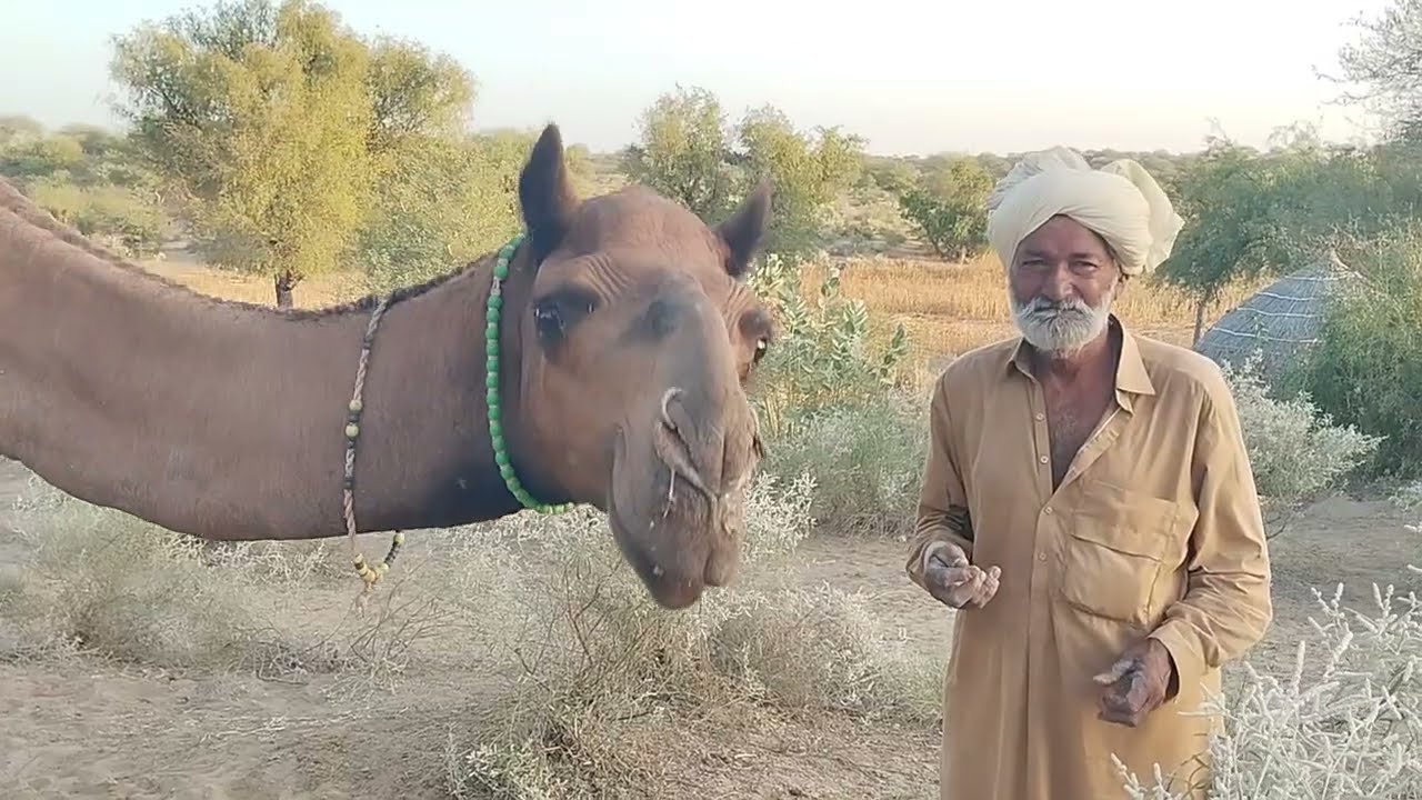 Объятия верблюдов и другие очаровательные истории любви животных 🥰 Ибрагим Джунджо Ки Зибани