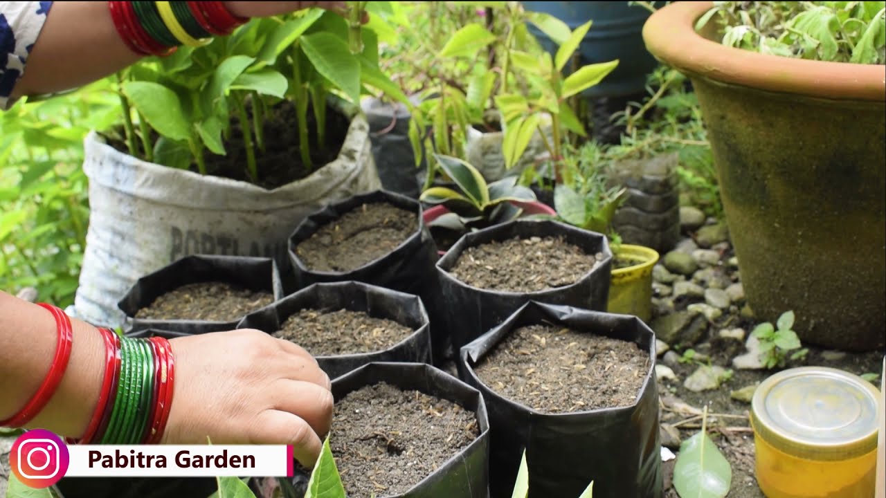 Lalupate Sarne Season Ayo! Poinsettias Cutting And Planting I Pabitra Garden