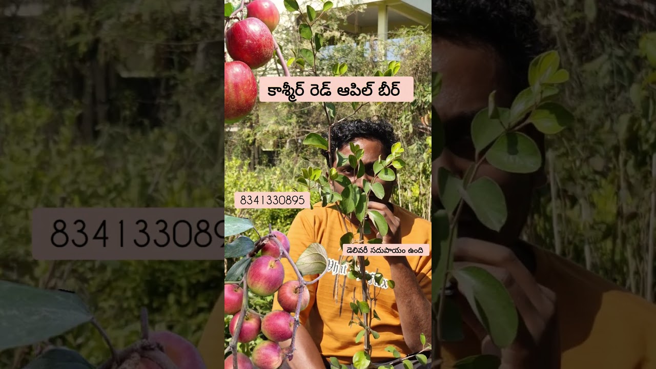 కాశ్మీర్ రెడ్ ఆపిల్ బీర్ మొక్కలు