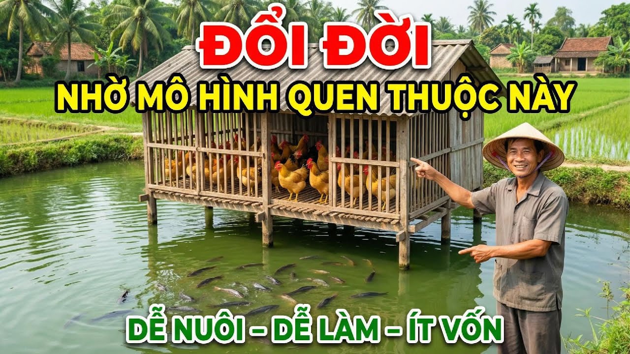 Ai Ngờ Nuôi Gà Trên Ao Cá Lại Mang Lại Thu Nhập Cao Đến Vậy