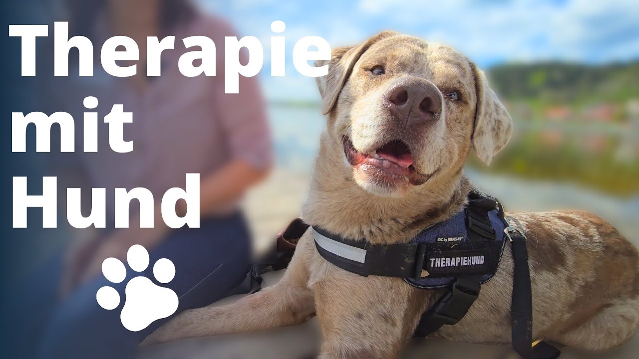 Tiertherapie - Wie ein Therapiehund die Psychotherapie unterstützt 🐾🐾