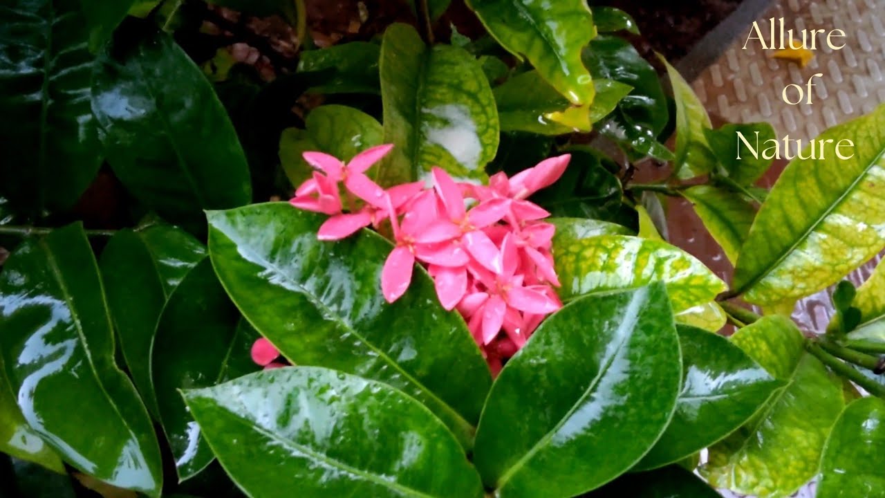 Allure of Nature 