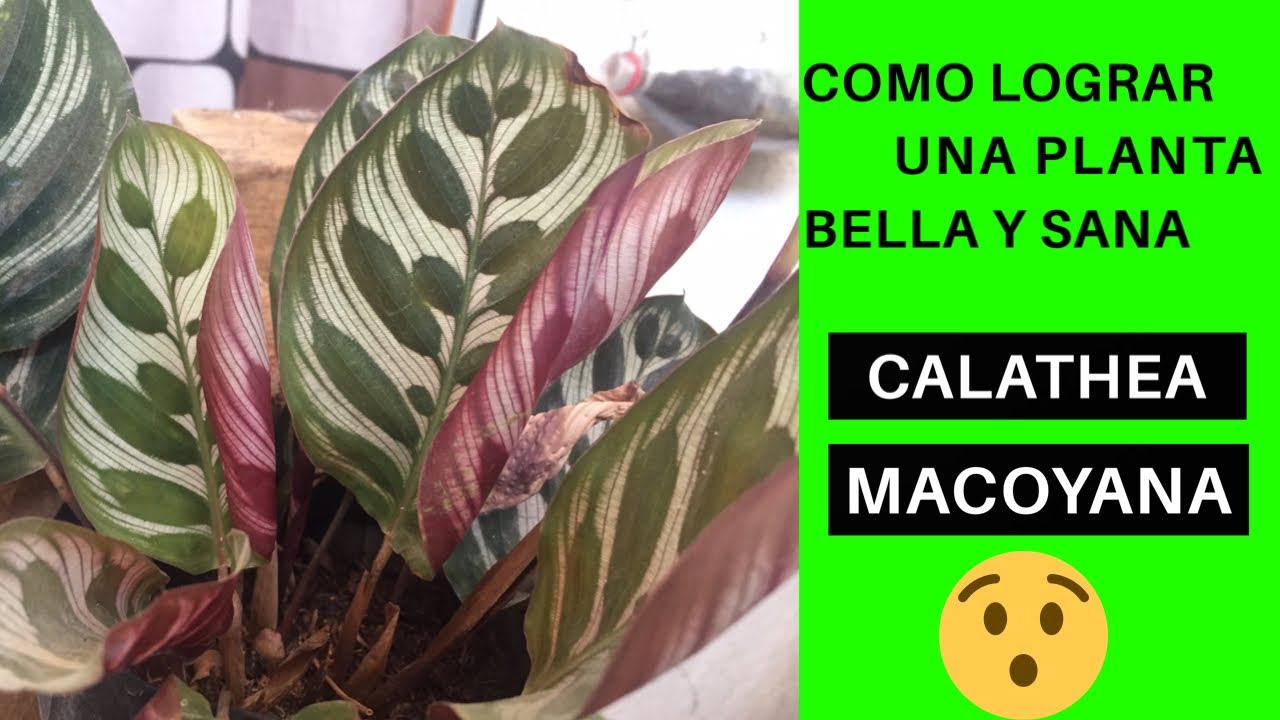 LA MACOYANA ( PLANTA DE INTERIOR ) #106