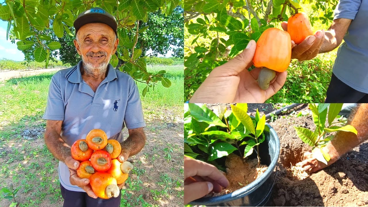 Colhemos Caju e Plantamos Mudas de Cajueiro no Mini Sítio