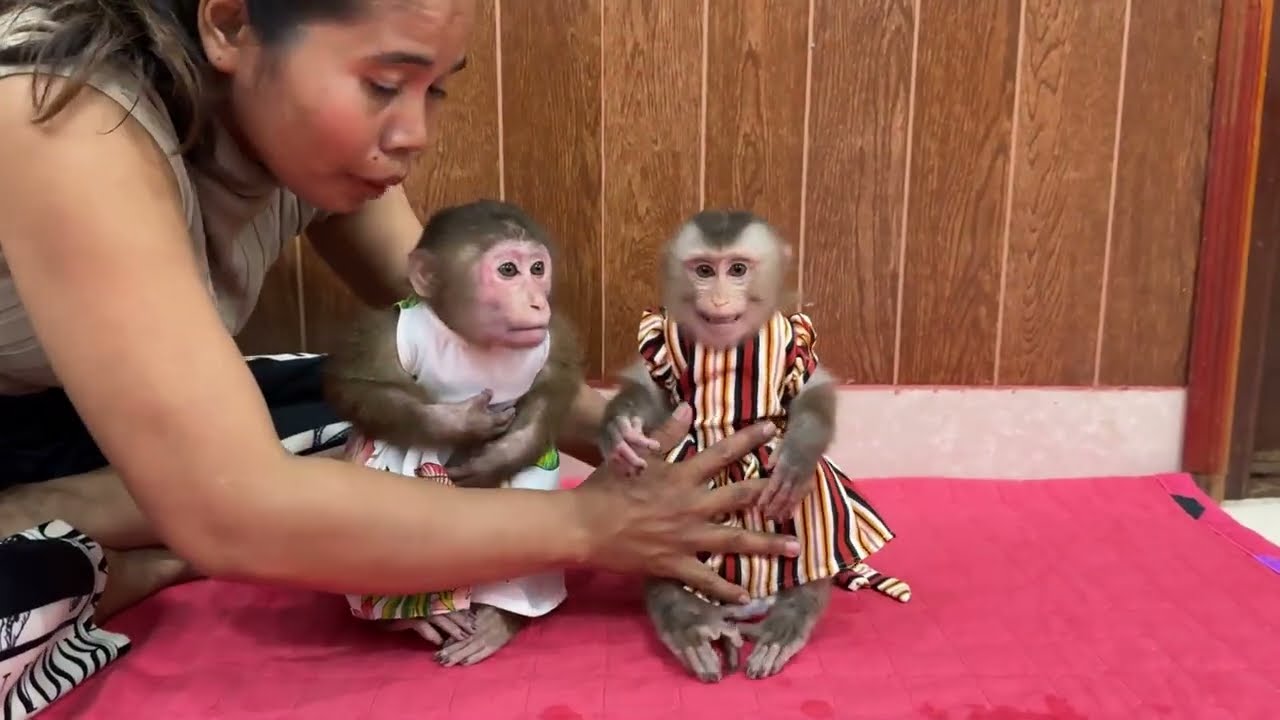 Smart Family Monkey ChiChi & Linda