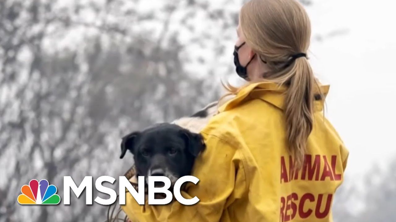 International Fund For Animal Welfare Conducting Rescue Mission To Save Animals From Wildfires