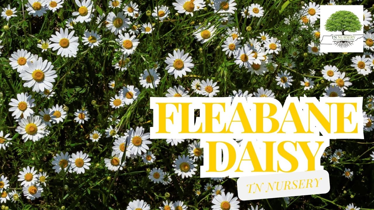 FLEABANE DAISY- TN Nursery