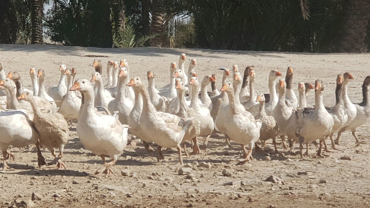 #مشروع-تربية-الأوز-من-البداية-وللنهاية للتواصل عبر الفيس إعلام قنوات ماجد الطليحي