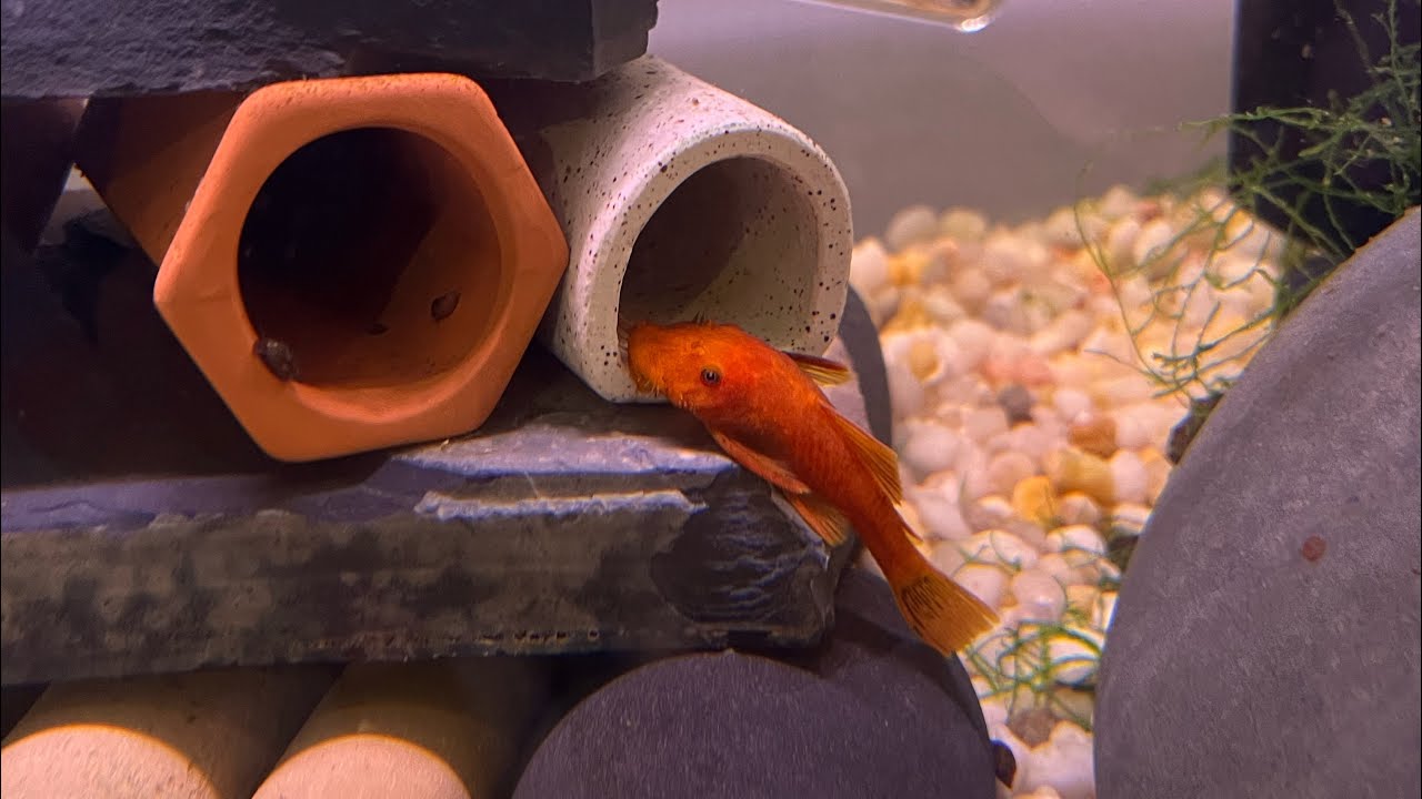 My ULTIMATE GUIDE for breeding & keeping bristlenose plecos!