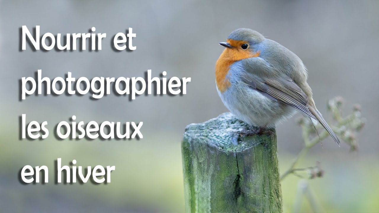 Nourrir et Photographier les Oiseaux en Hiver