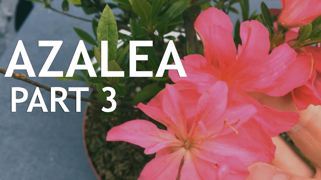 Azalea Bonsai from Nursery Stock, 3