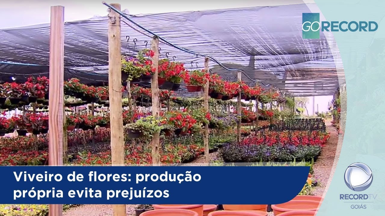 GR - Viveiro de flores: produção própria evita prejuízos - 22-10-2018