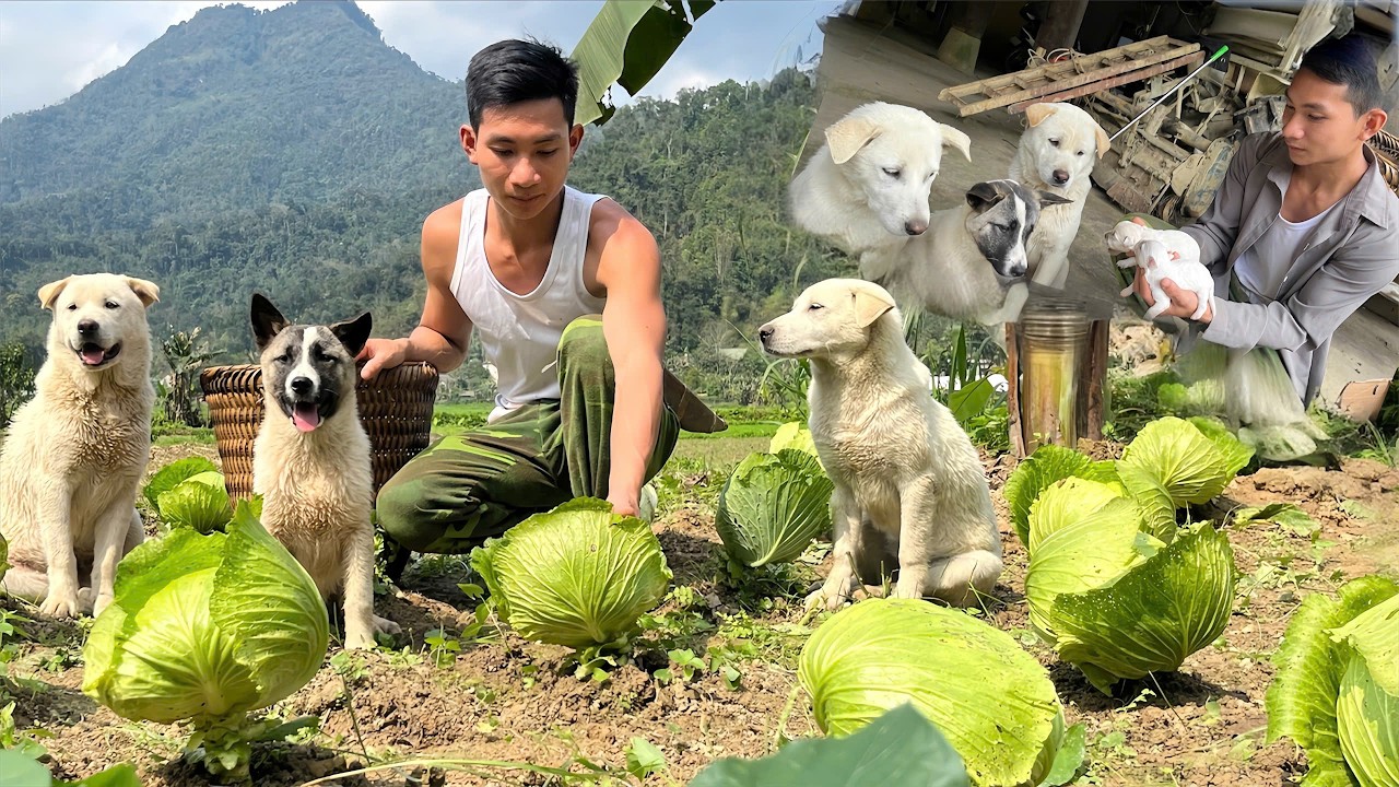 Off-Grid Life With My Dogs | Harvesting Fresh Cabbage and Checking on the Mother Dog Again