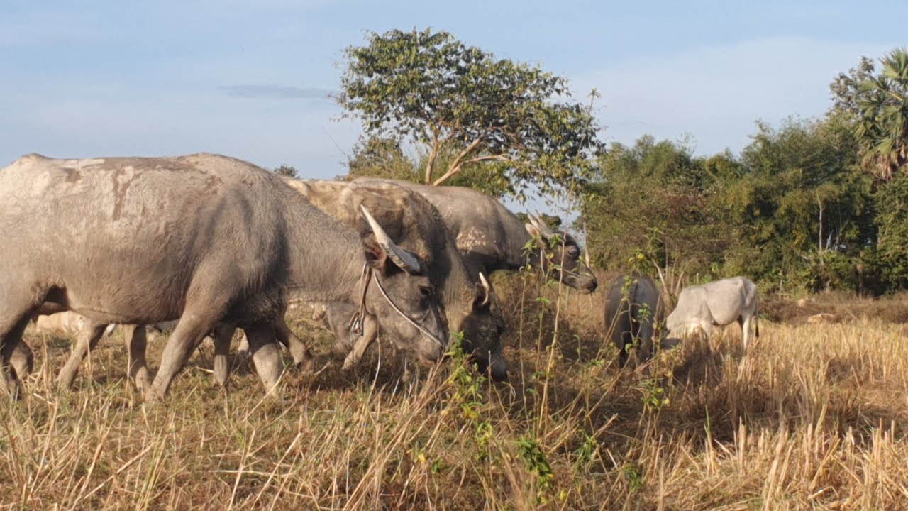 A very large cow is eating grass. 🦬🦬🐃🐃/Buffalo🐃🦬