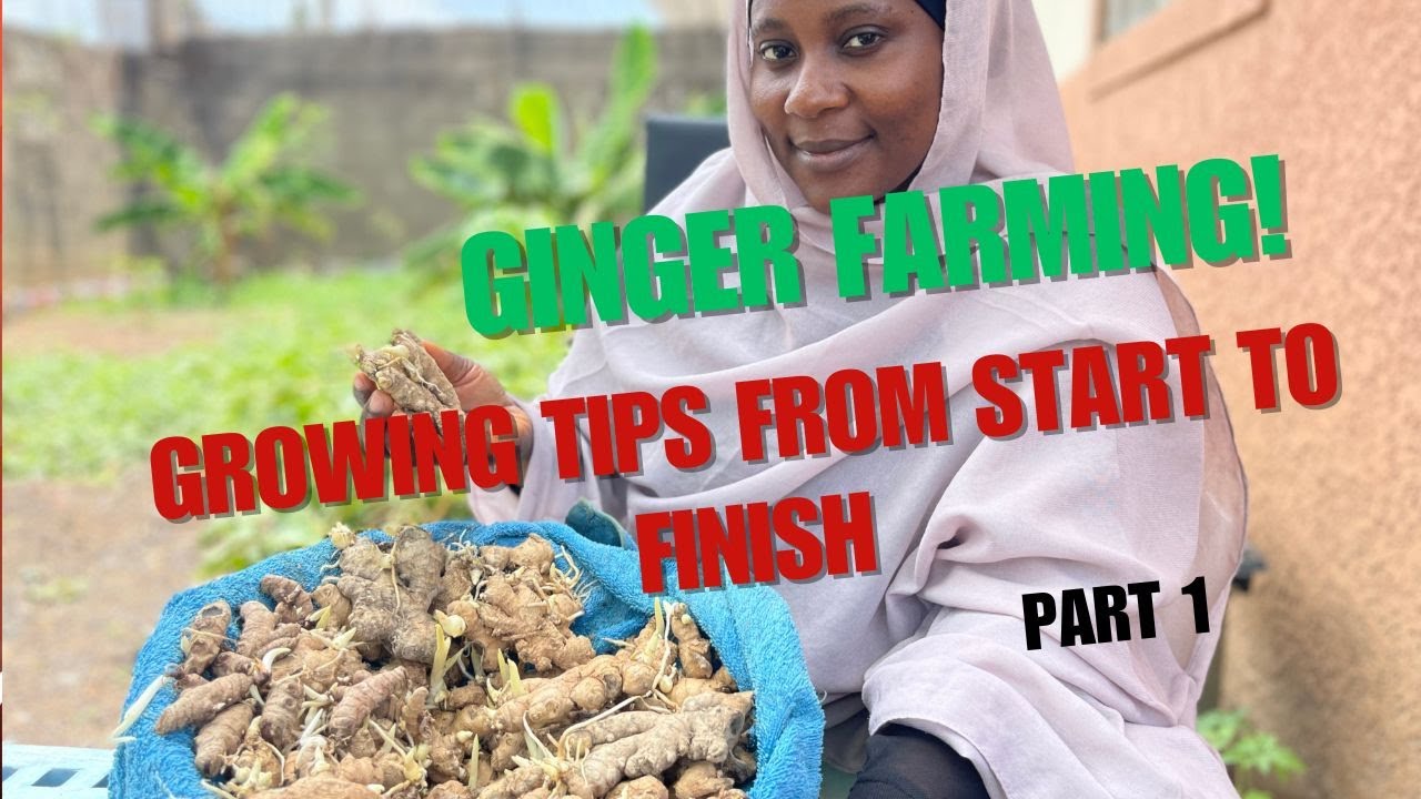 Ginger Farming Secrets: Step-by-Step Guide to a Bountiful Harvest 🌿🔥#gudulleyfarms