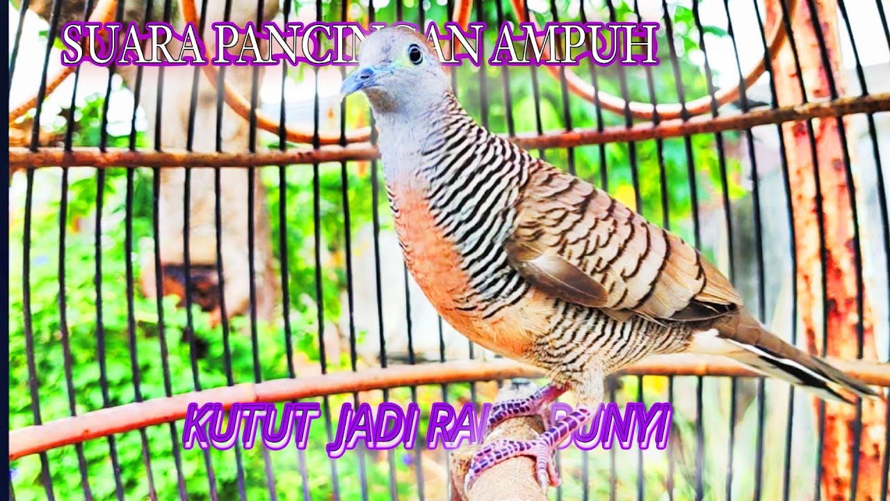 SUARA SUPER Perkutut Lokal Gacor, suaranya Mantap du pakai untuk pancingan perkutut ombyokan, Macet