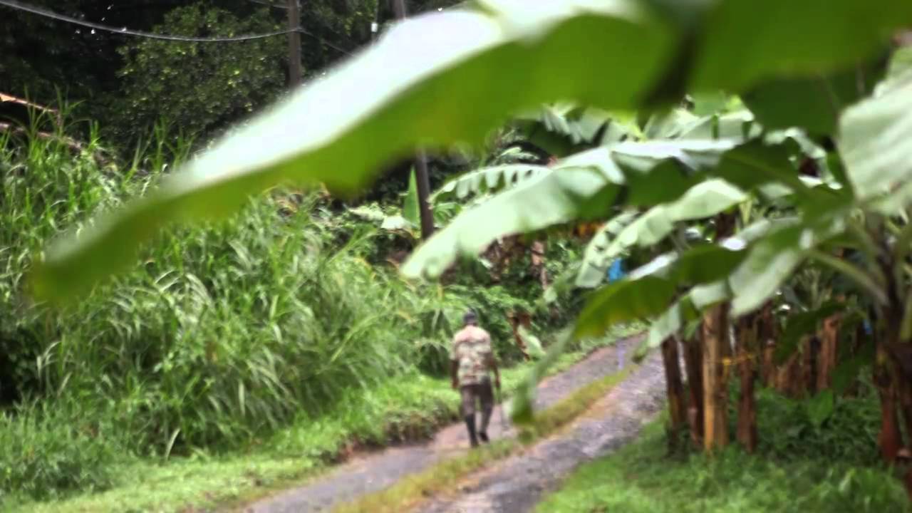 The banana industry of the Windward Islands - The Guardian