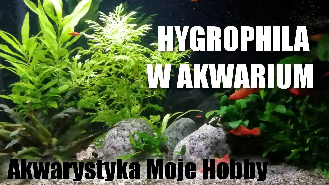 HYGROPHILA Nadwódka w akwarium