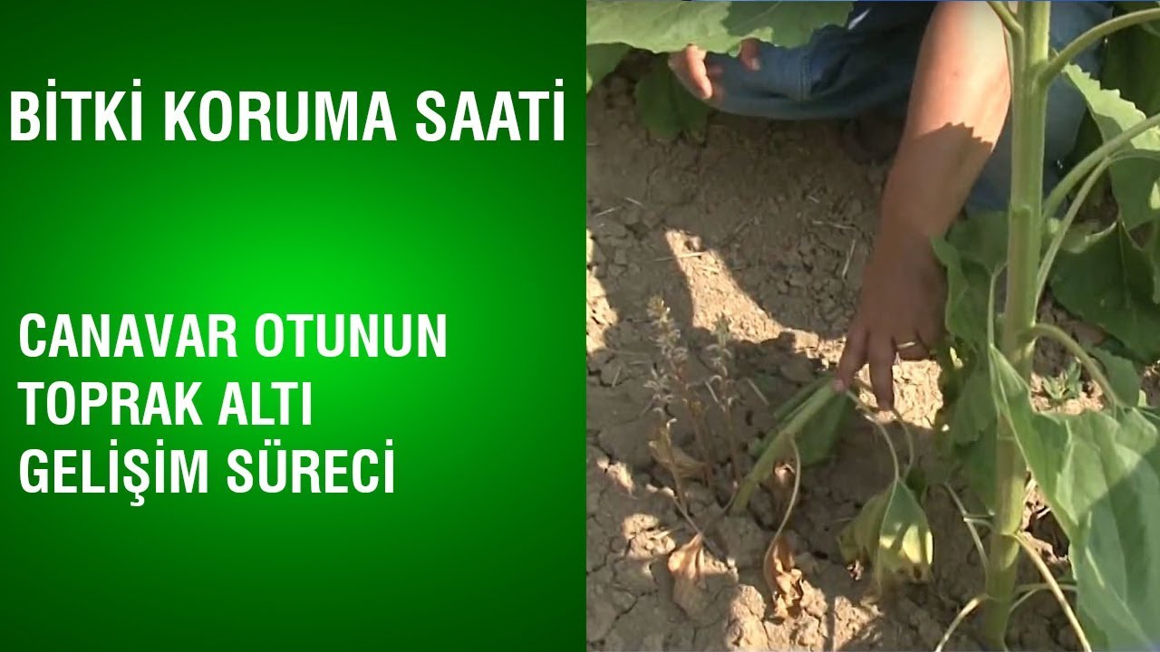 Bitki Koruma Saati - Canavar Otunun Toprak Altı Gelişim Süreci