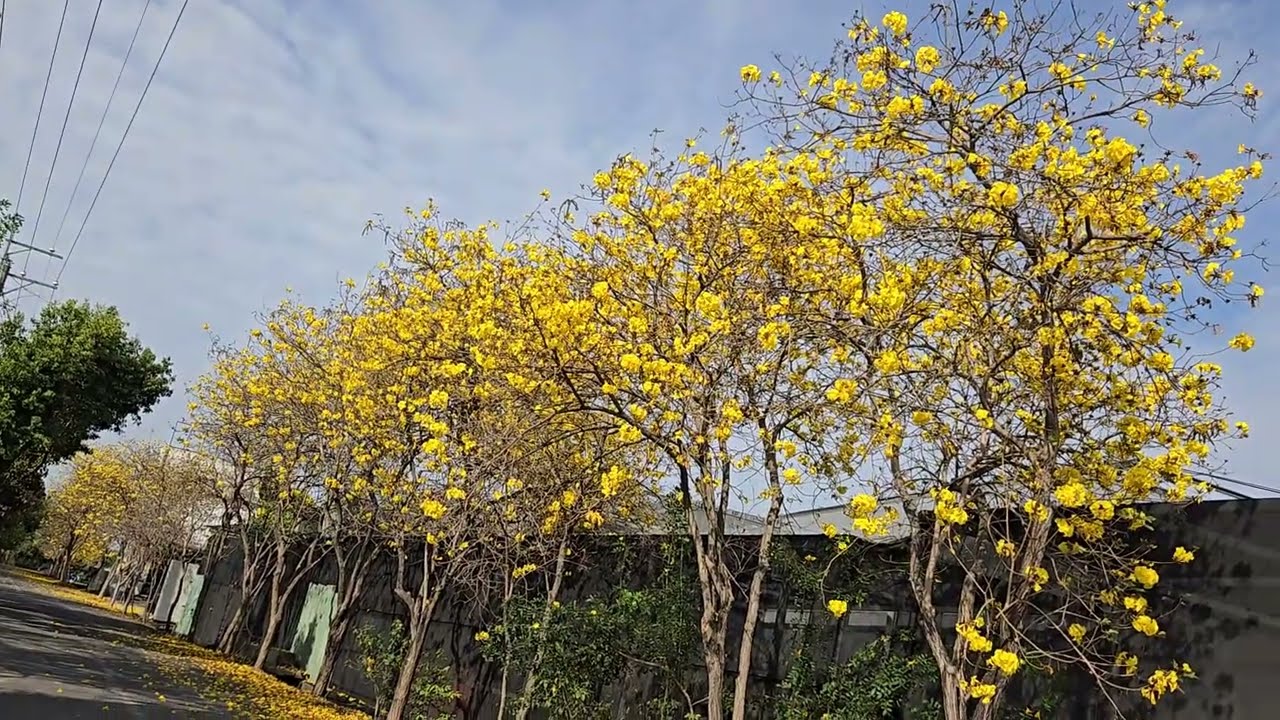 南投縣草屯鎮 樸堤蘭園