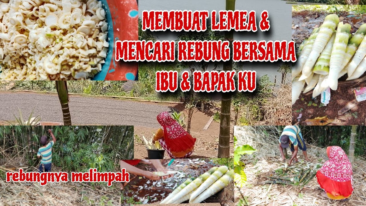 MEMBUAT LEMEA & MENCARI REBUNG BERSAMA ORANG TUA KU//SERU SEKALI