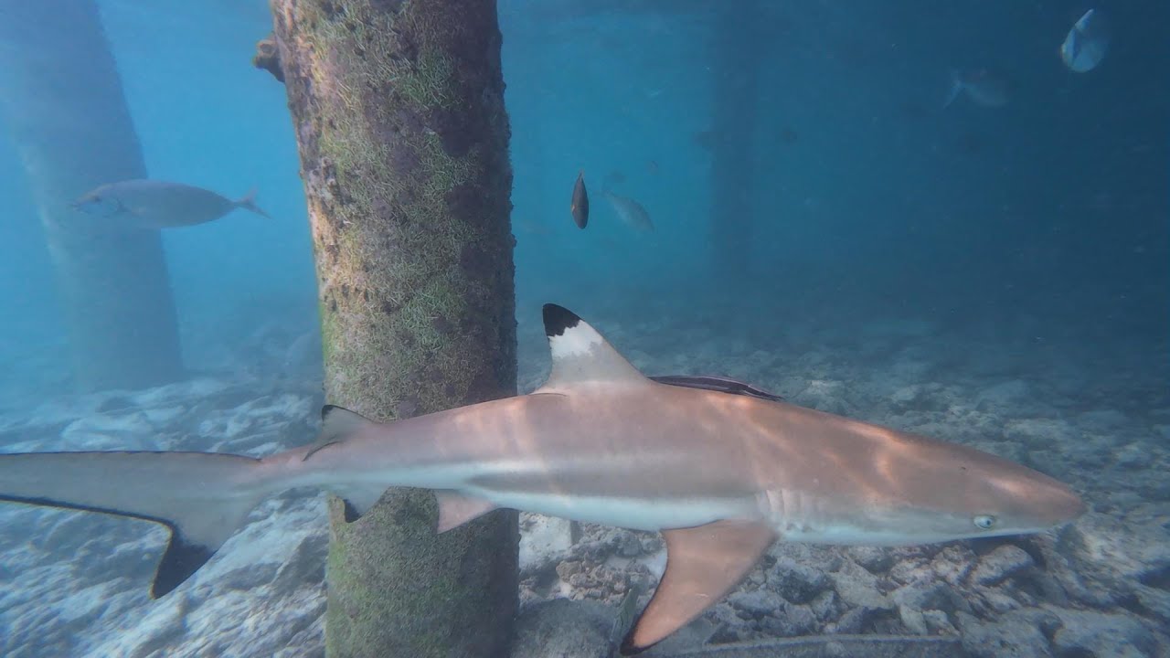 Villa Park Sun Island snorkeling Maldives