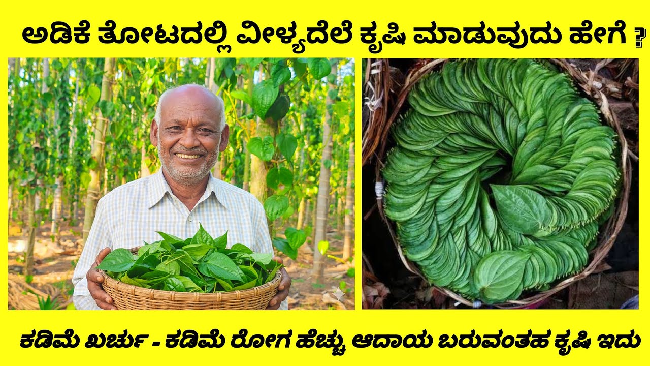 ಅಡಿಕೆ ತೋಟದಲ್ಲಿ ವೀಳ್ಯದೆಲೆ ಕೃಷಿ | ಕಡಿಮೆ ರೋಗ ಕಡಿಮೆ ಖರ್ಚು ಹೆಚ್ಚು ಆದಾಯ ಬರುವಂತಹ ಕೃಷಿ ಇದು | betel leaf farm