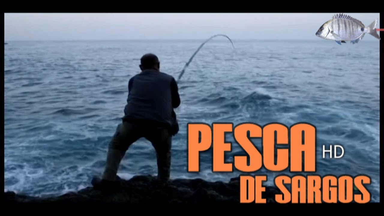 Sargos de Puesta en Puesta (Galizia)