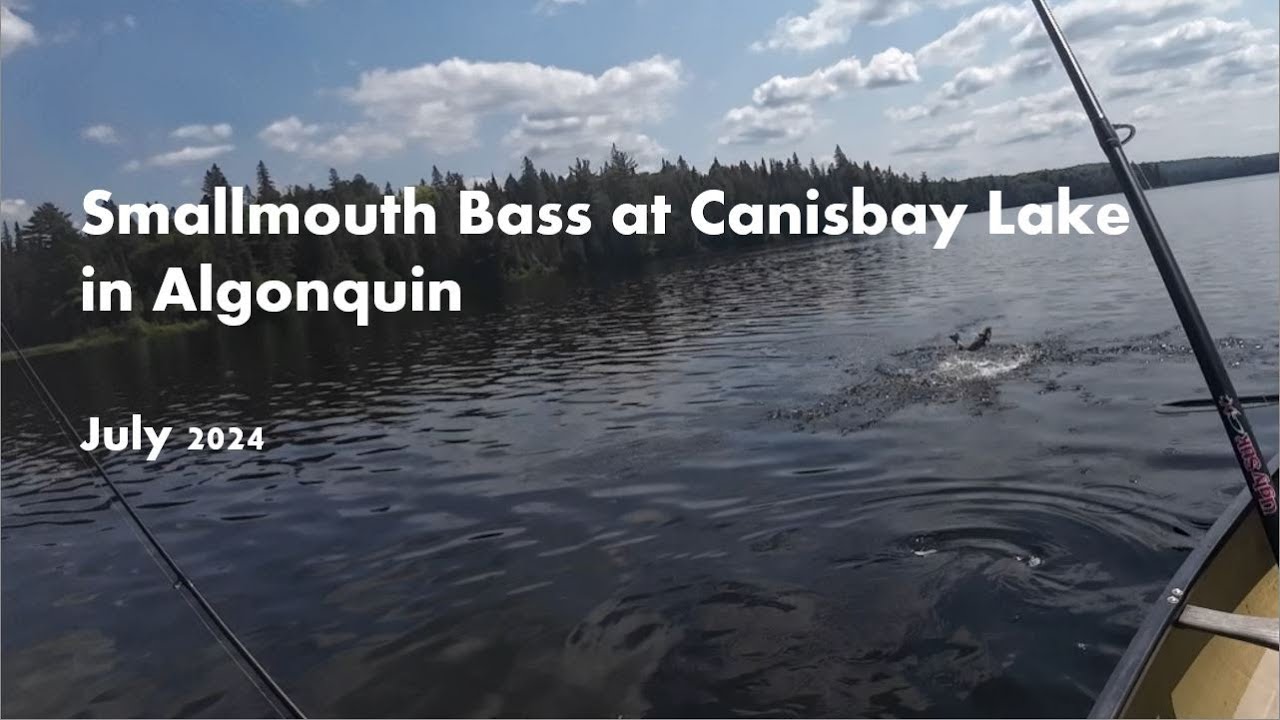 Smallmouth bass in Canisbay Lake at Algonquin - July 2024