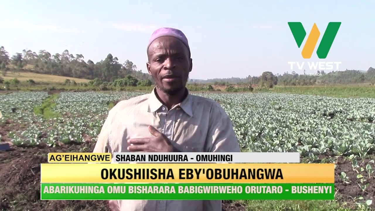 AGEIHANGWE: Abarikuhinga omu bisharara babigurireho orutaro omuri Bushenyi