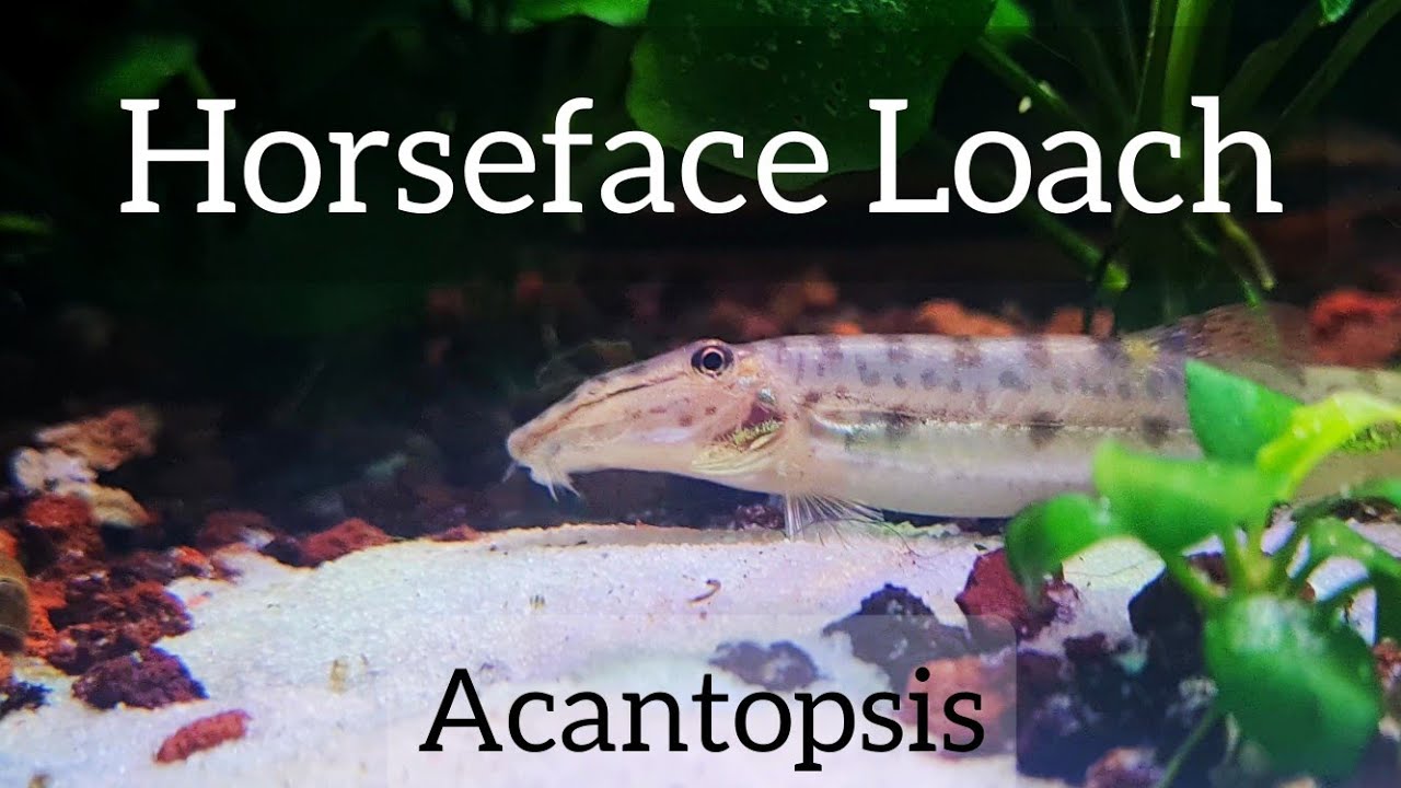 Horseface Loaches (Acantopsis spp.) in a Community Fish Tank.