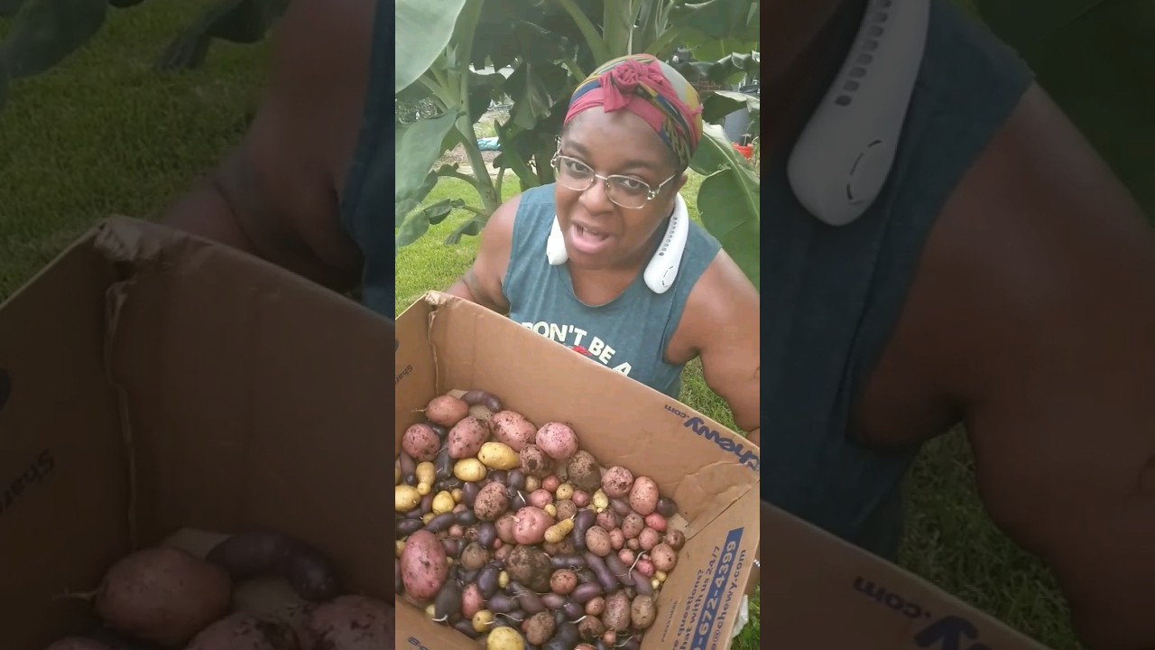 Grow Potatoes In 5 Gallon Bucket #shorts #howto #garden #food #subscribe #trending #viral #like #fyp