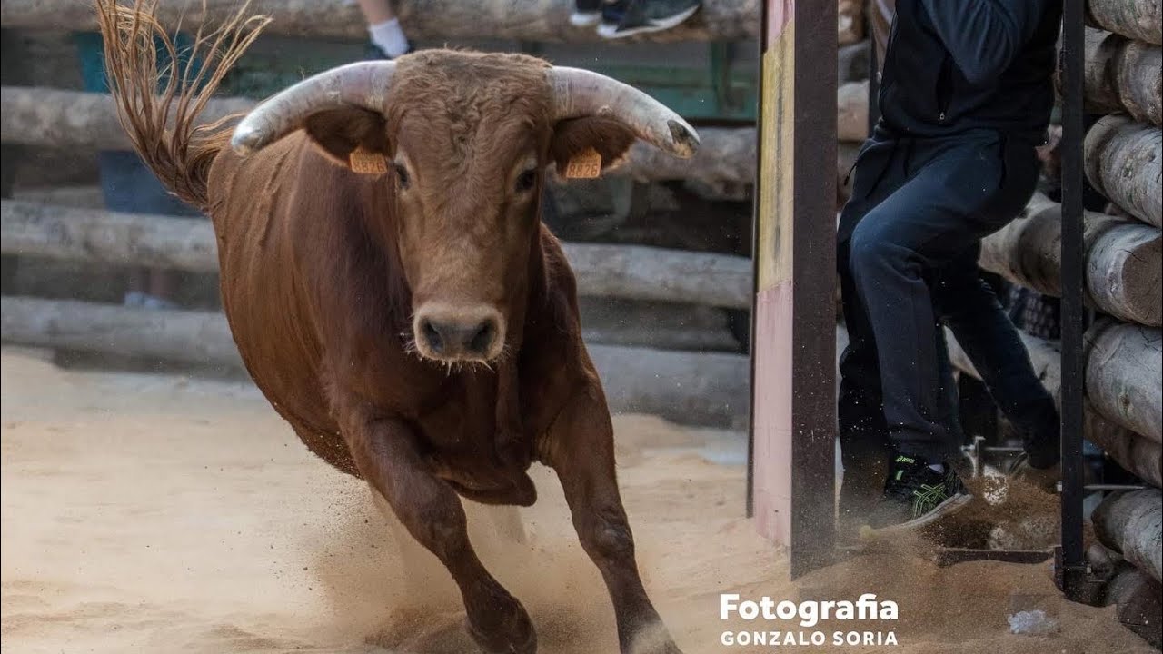 1º NOVILLO ALBALATE DE LAS NOGUERAS 2022