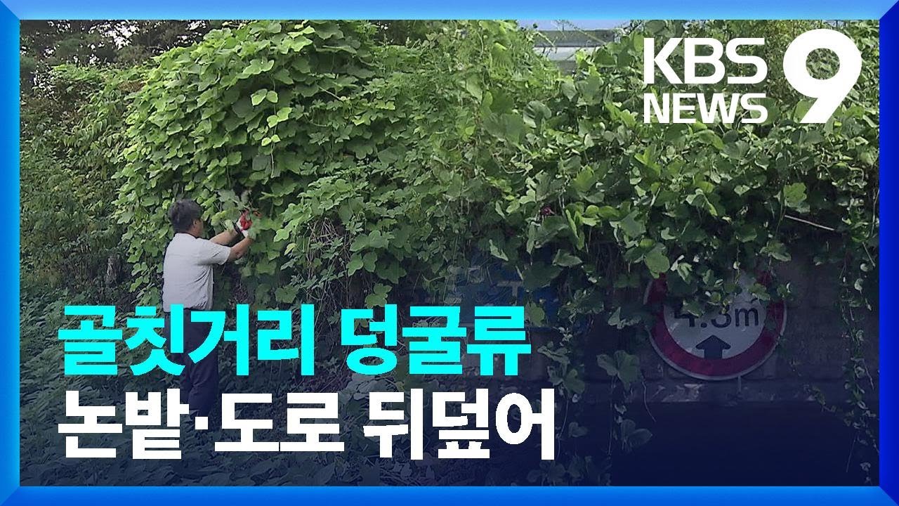기후변화에 &lsquo;덩굴류&rsquo; 창궐&hellip;농촌은 제거 전쟁중 [9시 뉴스] / KBS  2024.09.08.
