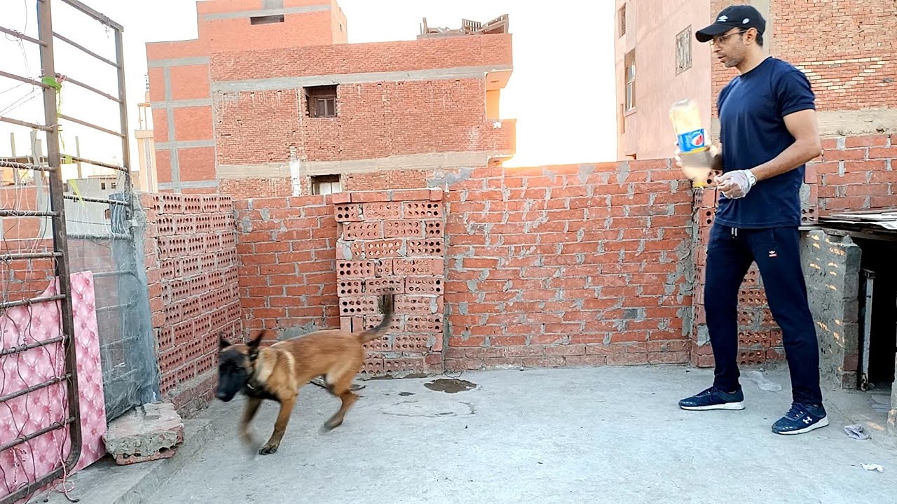 كلبك بيخاف من الأصوات العاليه ؟ الحل السحري مع الكابتن محمد عبدالهادي