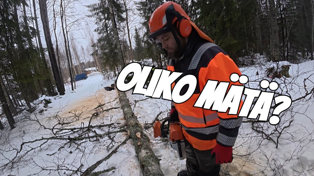Lahopuun tunnistaminen? Stihli laulamaan!